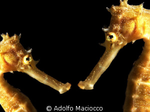 Seahorses love by Adolfo Maciocco 